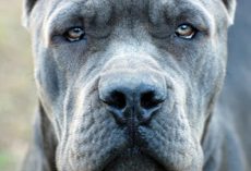 14 Dog Breeds Blacklisted by Insurance Companies
