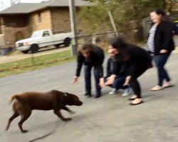 Their Dog Has Been Missing for 5 Years. Watch The Moment He Sees His Family Again…