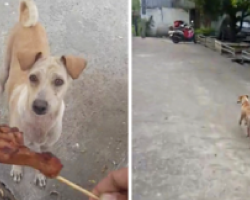 Hungry Mama Dog Begs For Food, Then Runs Off To Make The Ultimate Sacrifice