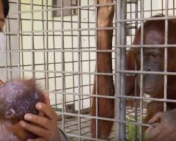 Orangutan Hasn’t Seen Baby Since Kidnapping Until Unforgettable Reunion
