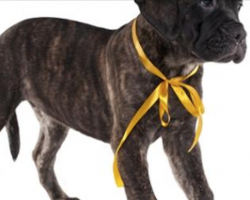Do you know what a yellow ribbon tied on a dog’s collar means? I had no idea…
