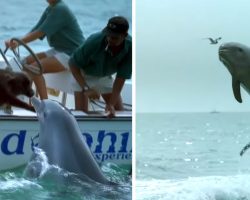 Dolphin Jumps Up To Kiss The Dog Then Does A Little Happy Dance