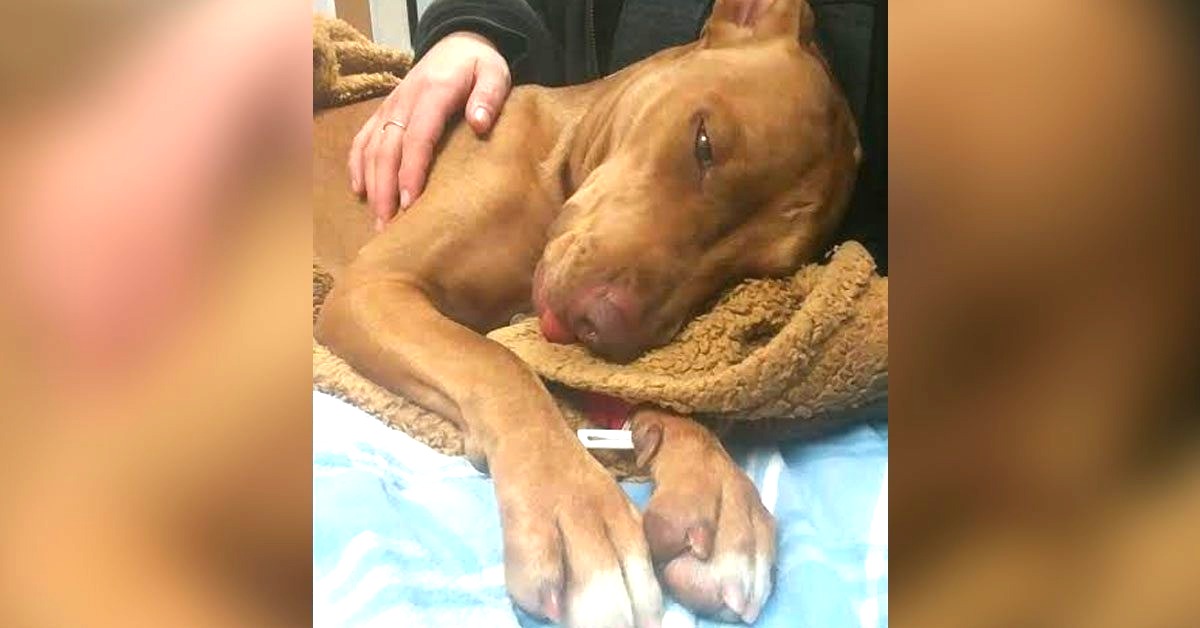 Dog Who Survived Drug Overdose Finds Her Lucky Forever Home