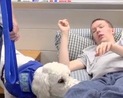 Fake Service Dogs Pose Threat To People With Real Need For Service Dogs