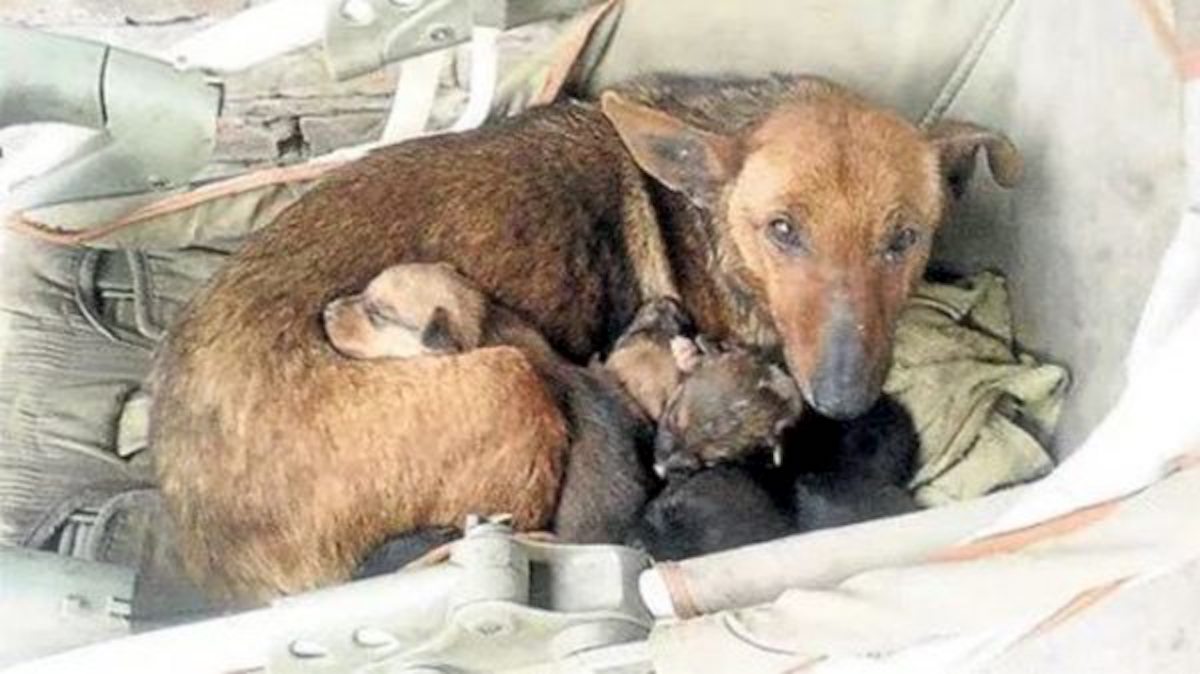 Woman Heard Crying And Finds Newborn Human Baby Tucked In Between Litter Of Stray’s Pups