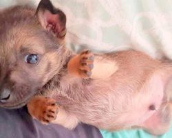 6-Week-Old Puppy Rescued From Kids Throwing Rocks at Him