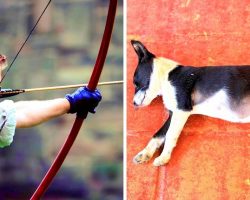 Owner Uses Puppy For Target Practice With Arrows, Puppy Dies Of Critical Injuries