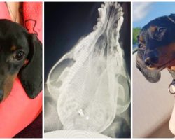 Man Shoots & Kills Neighbor’s Dachshund Because “He Doesn’t Like Dogs”