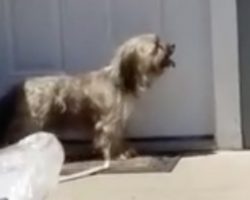 Little Dog Left Crying At The Door After Neighbors Move Away