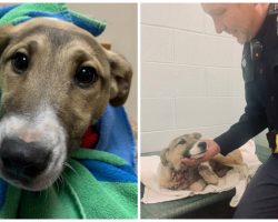 Concerned Citizens Call Troopers To Scene Where Dog Is Stabbed 15 Times