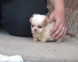 Puppy was saved from cruel breeder – try not to cry when he sees his new friend