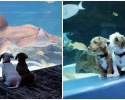 Shelter Puppies Take Field Trip To Aquarium & Have Whole Place To Themselves