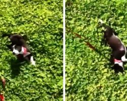 Abused Dog Tied To Pole All His Life Sees Grass For The 1st Time & “Goes Crazy”
