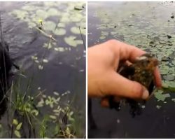 Heroic dog rushes into water to save drowning bird