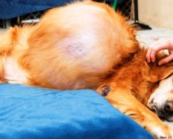 Woman Dumps Dog With 46-lb Tumor On Far-Off Beach, Dog Lay In 1 Spot For Days