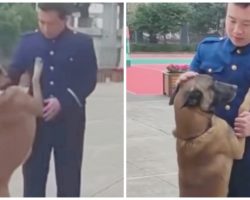 Inconsolable Working Dog Is Unprepared To Say Goodbye At Trainer’s Retirement