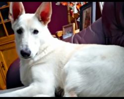 Dog’s Unexpected Reaction To Her Own Fart Will Crack You Up
