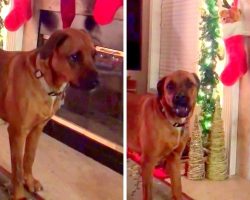 Frustrated Dog Has A Whiny Fit Coz Mom Won’t Open His Christmas Stocking Early