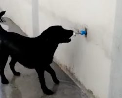 Dog Discovers New Toy He Can’t Stop Playing With & It’s Hilarious