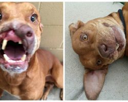 Sweet Dog With Half A Nose Gets Second Chance With Life-Changing Surgery