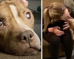 Fosters Take In A Blind Pit Bull, And One Day She Sees Them For The First Time