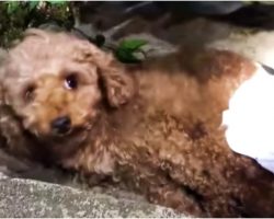 Pup In A Diaper Was Rotting In A Ditch Until This Man Picked Her Up & Saved Her Life