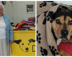 89-Year-Old Woman Knitted More Than 450 Coats and Blankets For Her Local Dog Rescue