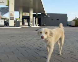 Small Dog Lived Her Entire Life at a Gas Station – Falls in Love With Her Rescuer