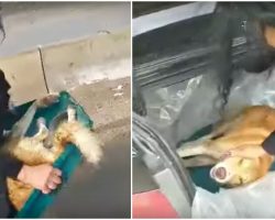 Woman Shuts Down Highway To Pick Him Up And Save A Dog’s Life