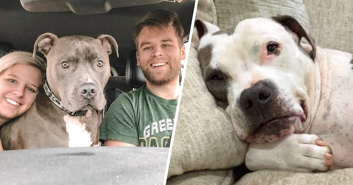 When Their 120-Pound Dog Learns He’s Getting A Brother From The Shelter