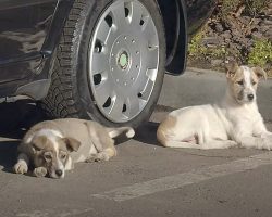 Two Puppies Were Abandoned In A Parking Lot And Left To Wonder