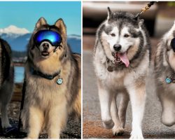 Husky was sad after going blind, but his best friend helps him be happy again