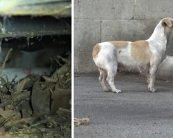 Stray Mama Dog Ran Around Shipping Containers To Deter People From Her Pups