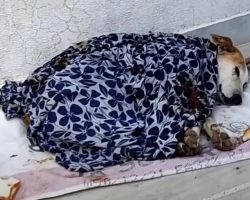 A Blanket Kept It All Under Wraps, But The Next Day Would Bring New Hope
