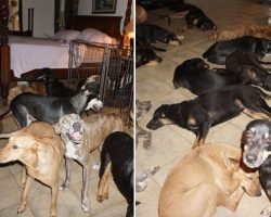 Woman Allows 97 Stray Dogs To Stay in Her House During Hurricane Dorian