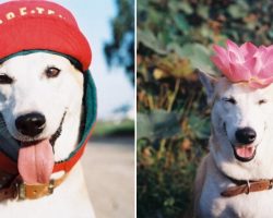 The Always Happy Dog Has Her Own Story to Tell