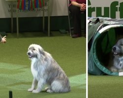 Rescue Dog Has A Mind Of His Own Once He Hits The Agility Course