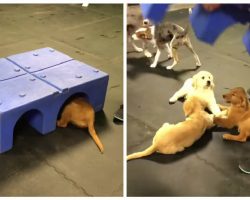 Puppy friends hide together at playtime — and are found secretly holding hands