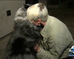Nurse And Her Dog Reunited After The Camper Was Stolen With Her Pet Inside