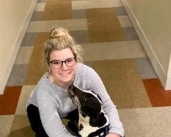 Lost Dog Interrupts Birthday Surprise Asking To Be Rescued