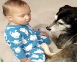 Sleepy Boy Can’t Keep His Head Up, So The Dog Gets In Position