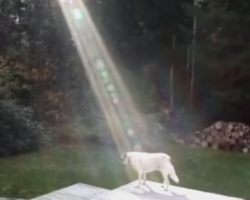 Fallen Soldier’s Puppy Gives Hope to Grieving Family