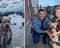 Dog left chained up at beach last year finds a perfect new home: ‘His best days are ahead’