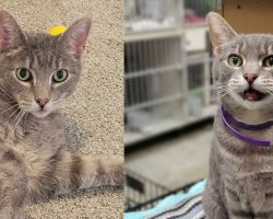 Cat who spent his whole life in shelter finally finds a home after 9 years
