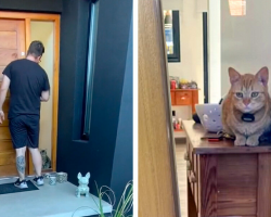 Man Gets Locked Out Of House — And Begs His Cats To Let Him Back In