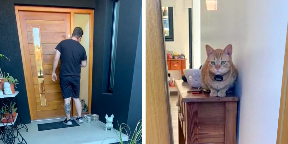 Man Gets Locked Out Of House — And Begs His Cats To Let Him Back In