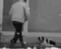 Security Camera Catches Man’s Beautiful Act of Kindness Towards A Stray Dog Shivering In The Cold