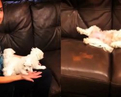 Dog Mom Drops Off Puppies With Owner So She Can Nap