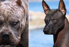Unsafe Dog Breeds Ranked