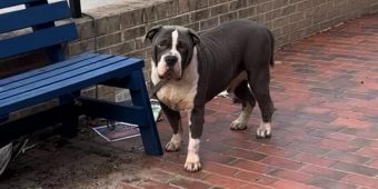“Gentle giant” dog found tied to bench, waiting for someone to come get him — now he’s getting a second chance